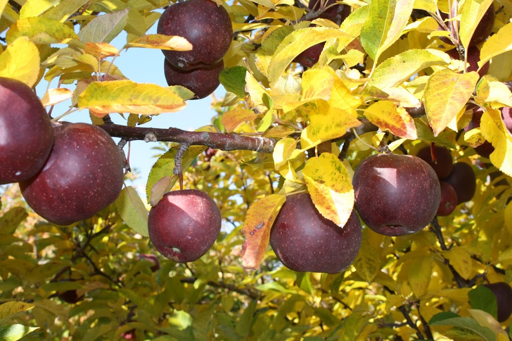 Blondee Apples - Tuttle Orchards